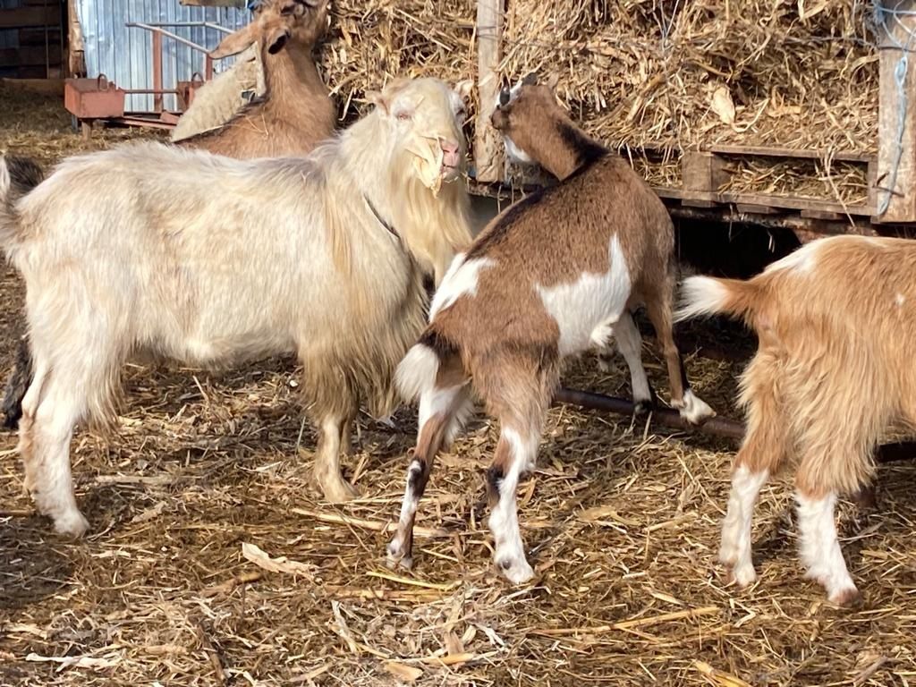 Vând un țap tânăr de anul trecut