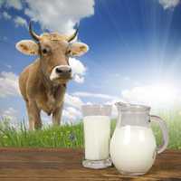 Продам домашнее молоко цельное