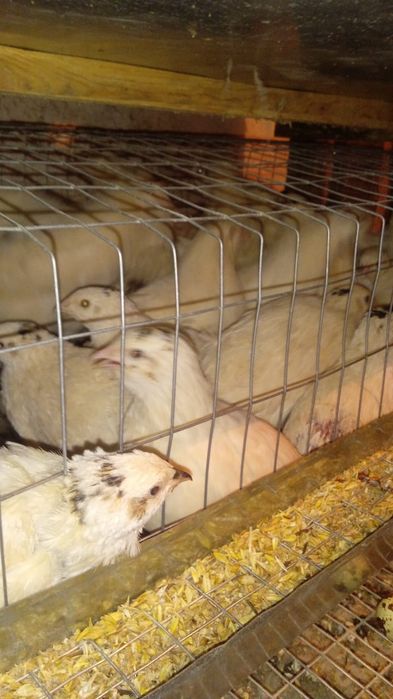 Продам перепелов несушек