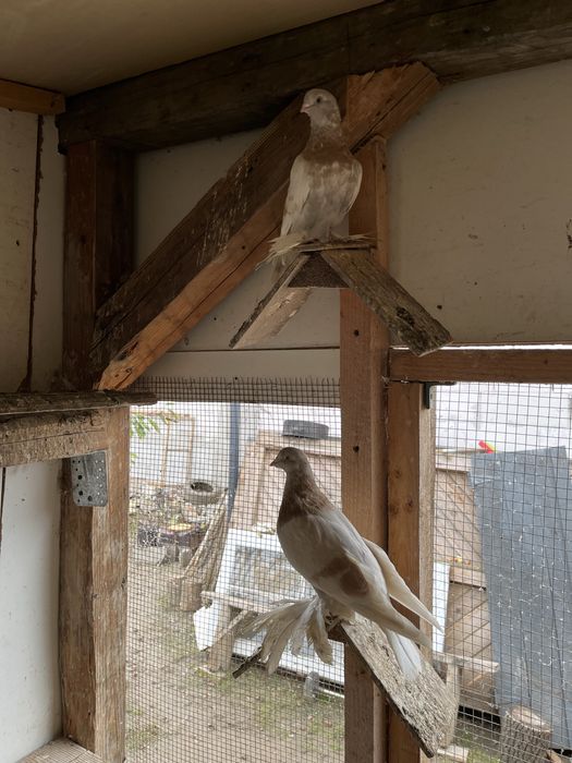 Porumbei deisponibili