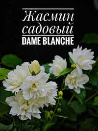 Чубушник ,сорт Dame blanche