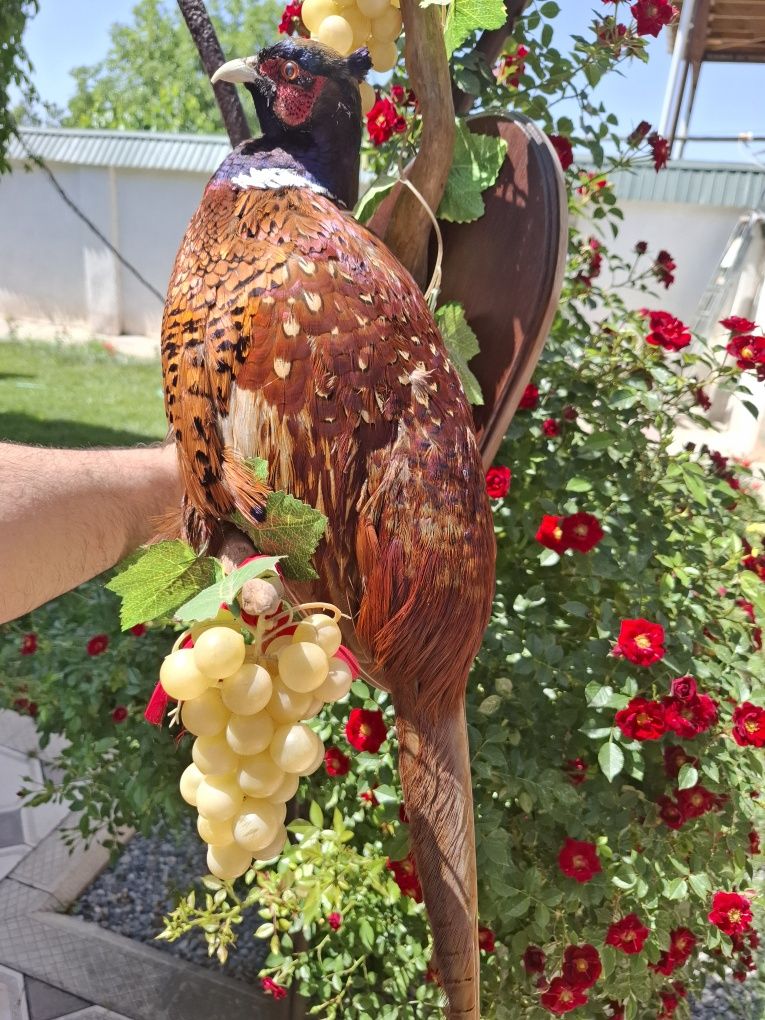 Продам чучело фазанов