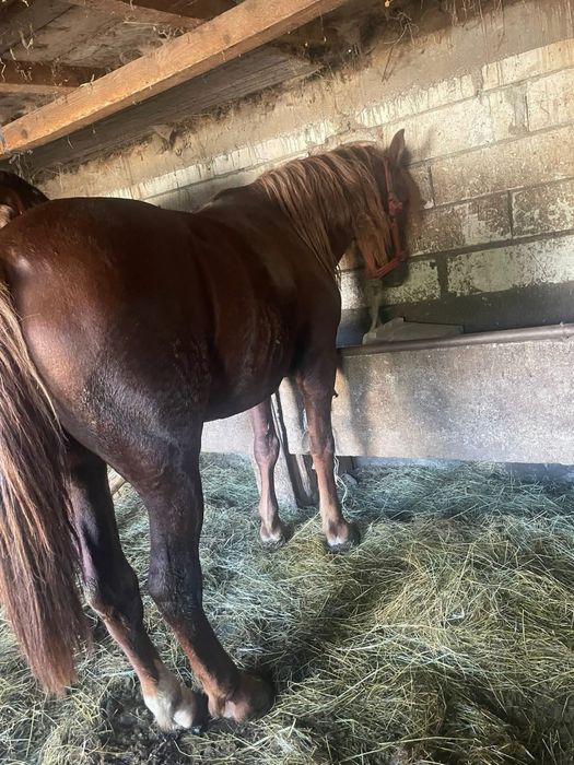 Vand cal , foarte bun de facut treaba cu el ,