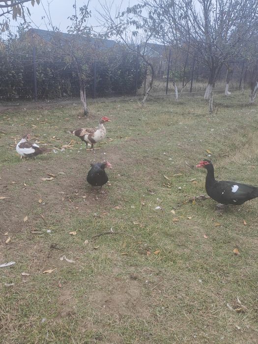 Vând rate și rățoi