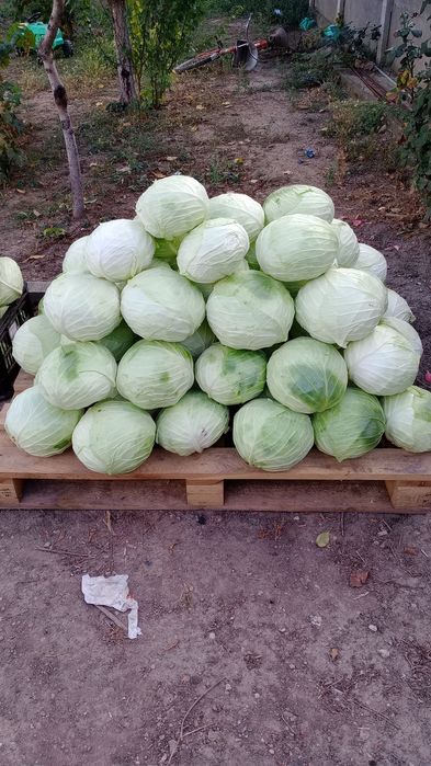 De vânzare varză