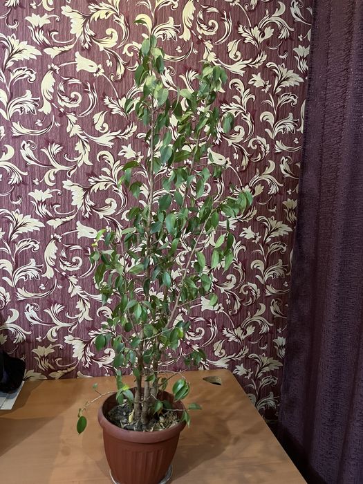 Фикус Бенджамина