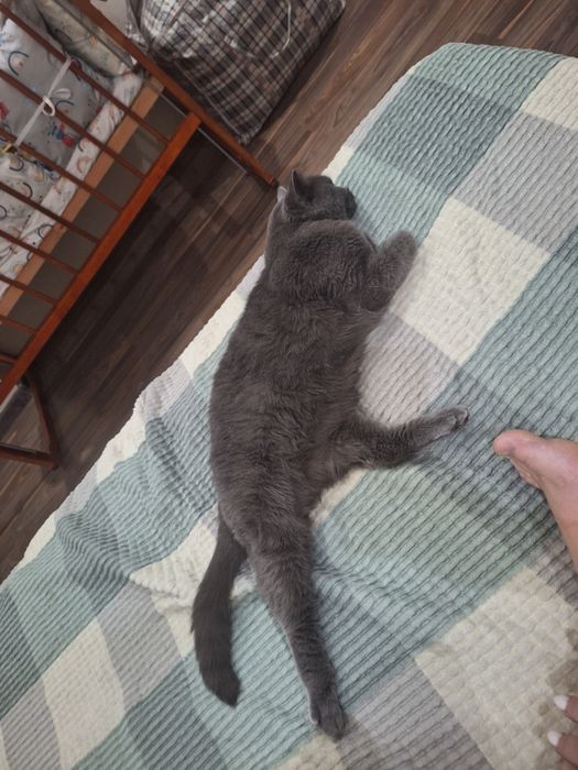 Отдам кота британца