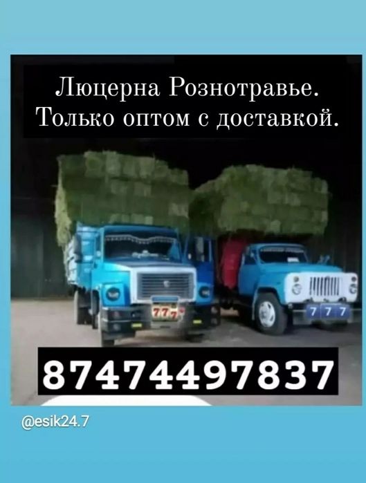 Люцерна & Клевер Жонышка