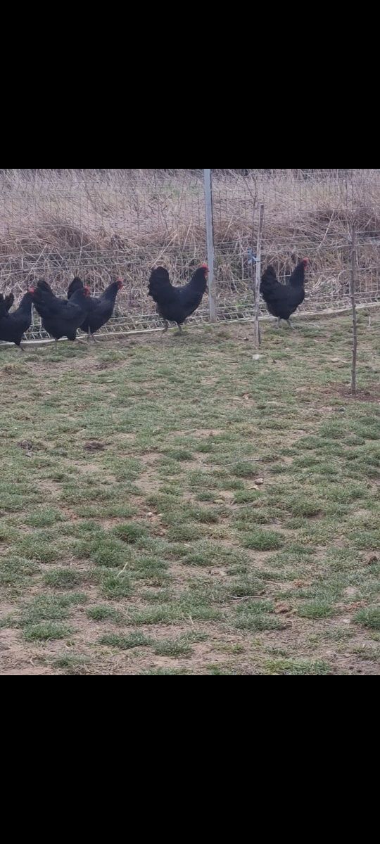 Ouă Găini Rasă AustraLorp Nr 1 pentru incubator sau Cloșcă, Satu Mare