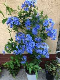 Iasomie Albastra (Floarea Dragostei )