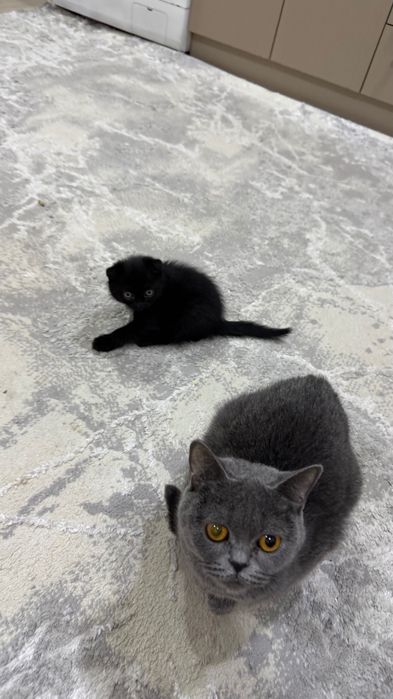 Котенок вислоухий  шотландец