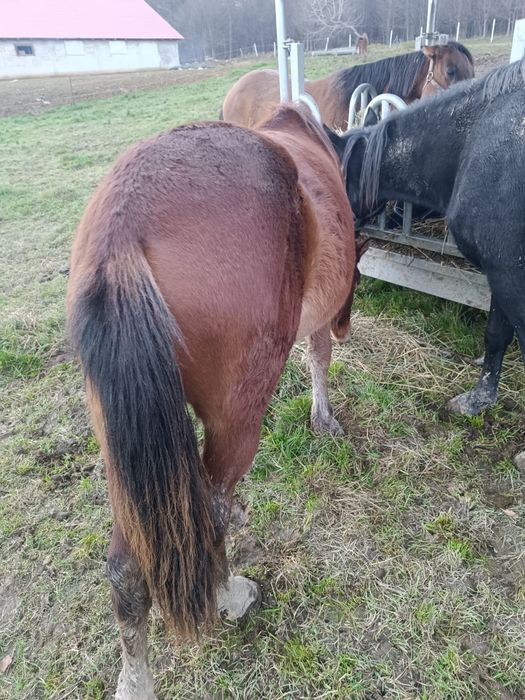 Vând mânza de 1 an