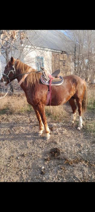 6 жасар айғыр сатылады.   Тез арада.