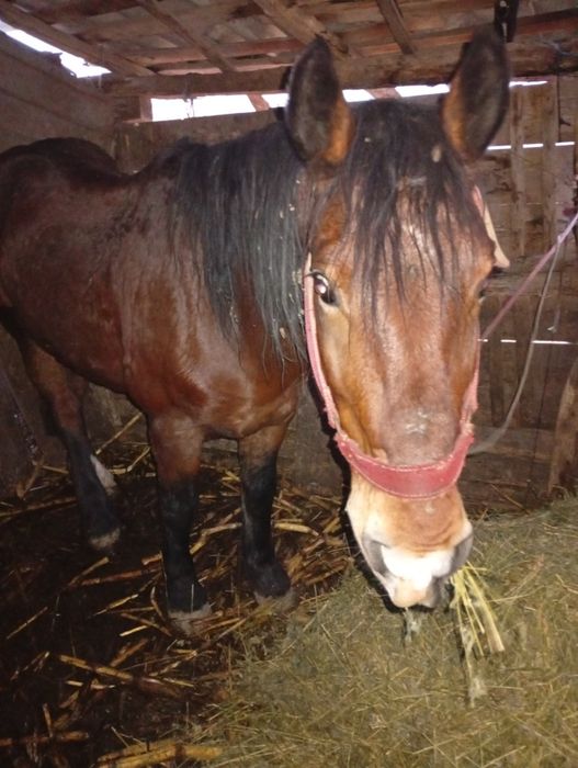 Vând cal bun și blând
