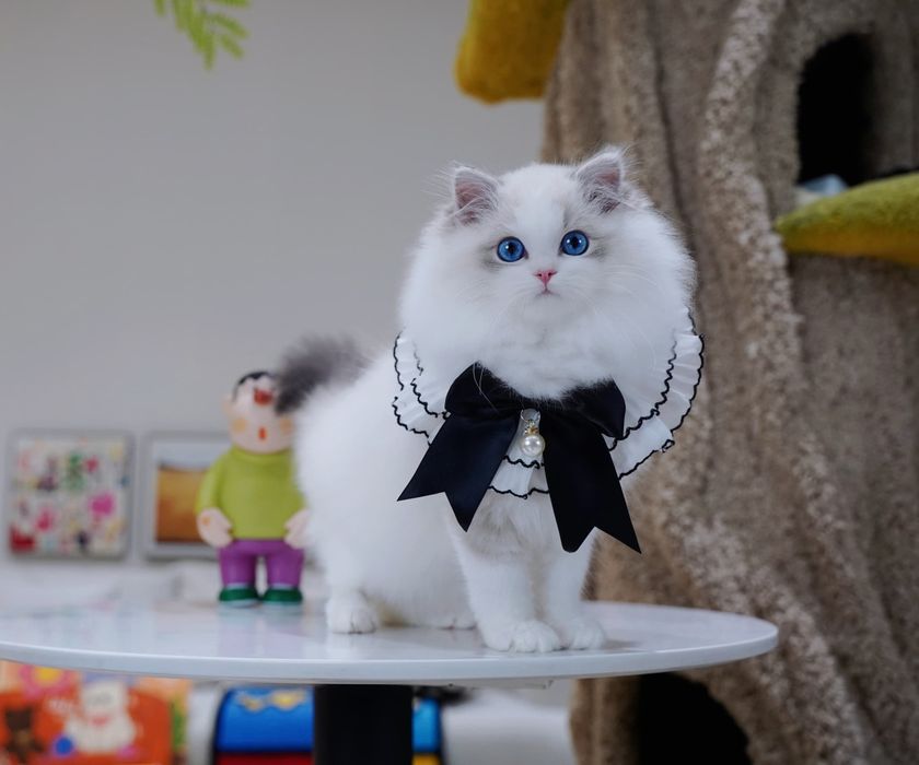 Regdoll,Регдолл,