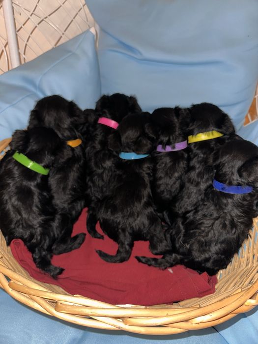 Мини Шнауцер/Цвергшнауцер