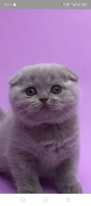 Шотландцы чистокровные. Резерв.