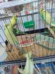 Пагалчета вълнисти различни цветове
