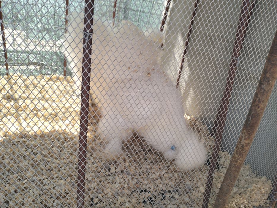 Vând pereche de mătase japoneză