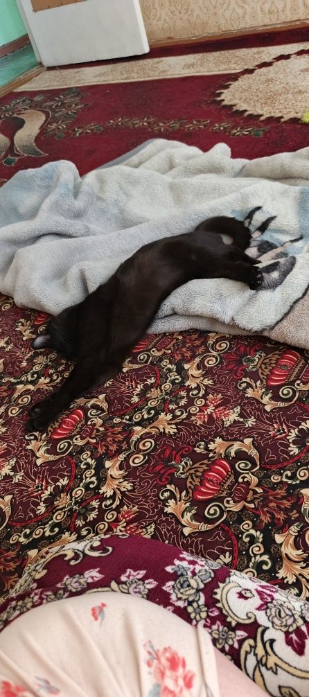 Отдам кота в добрые руки срочно