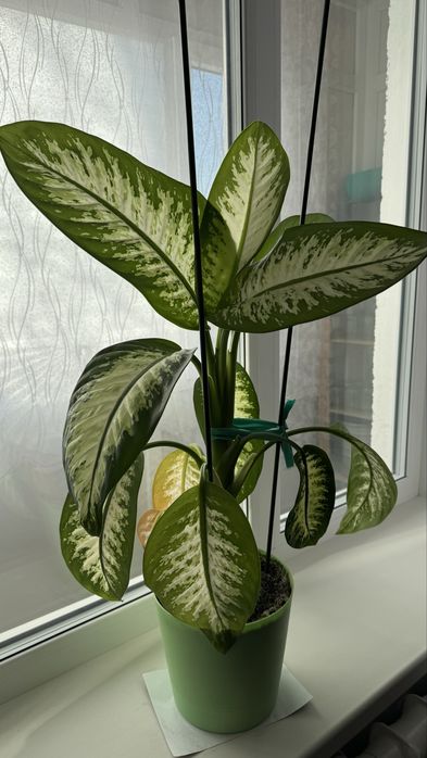 диффенбахия цветок