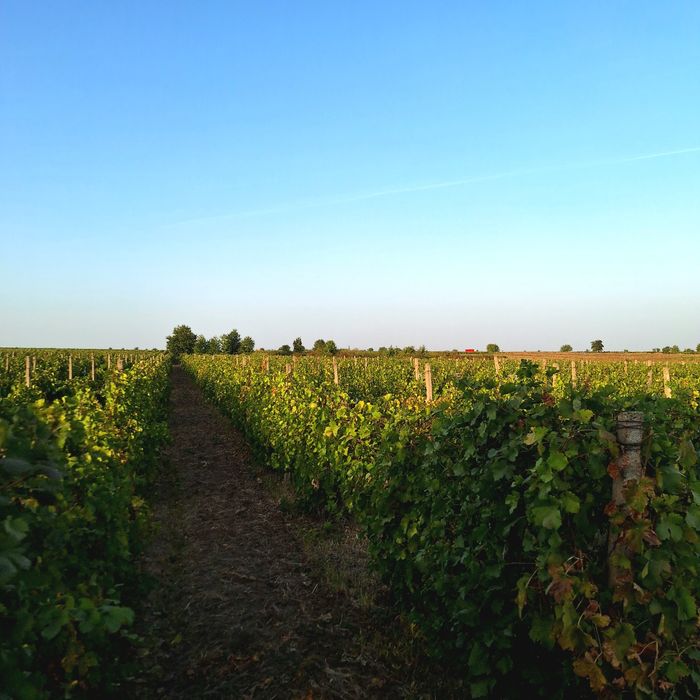Struguri pentru Vin – Tâmboiești, Vrancea  Producător Autorizat Recolt