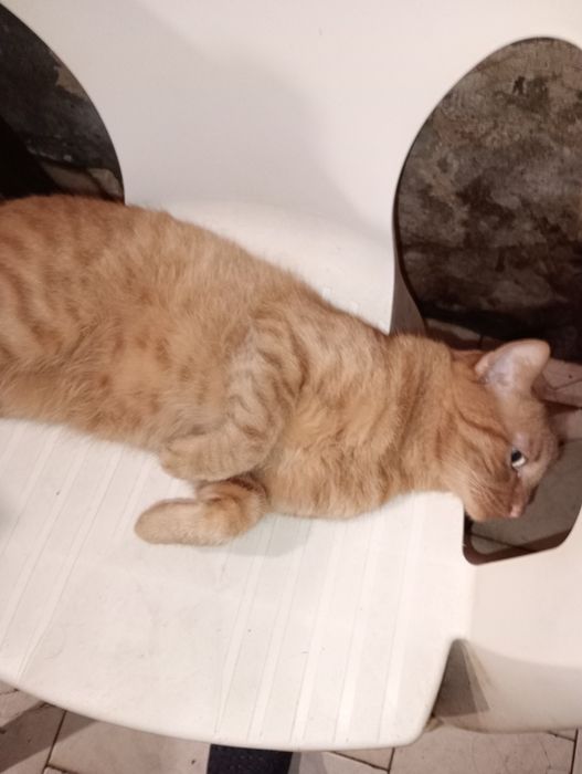 Adopție pisici rasa comuna