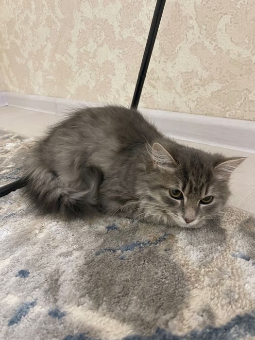 Отдадим котенка даром (Мушугни бепул берамиз )