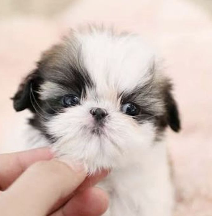 Shih-tzu talie mica