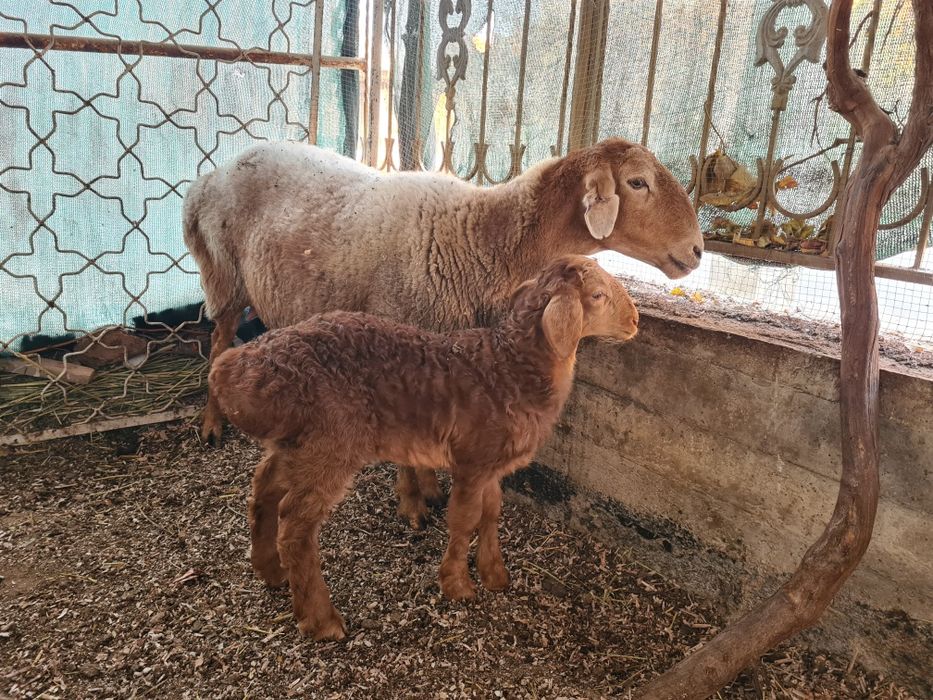 Ona bacha arashan tez sotiladi  bachaso tagalcha