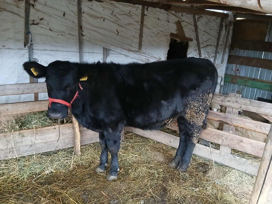 Angus - vitica 4 luni