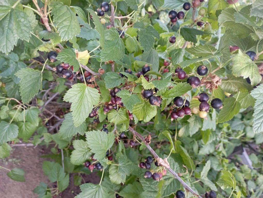 Продам черную смородину 1 л-2000 и иргу 1 л -500