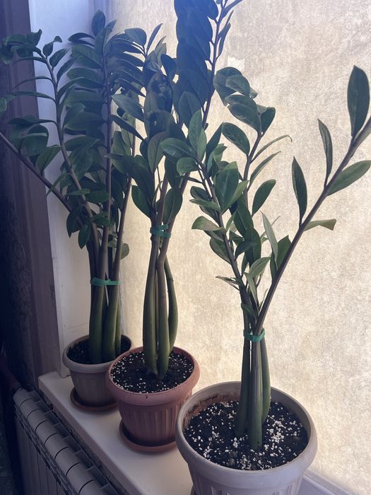 Долларовое дерево