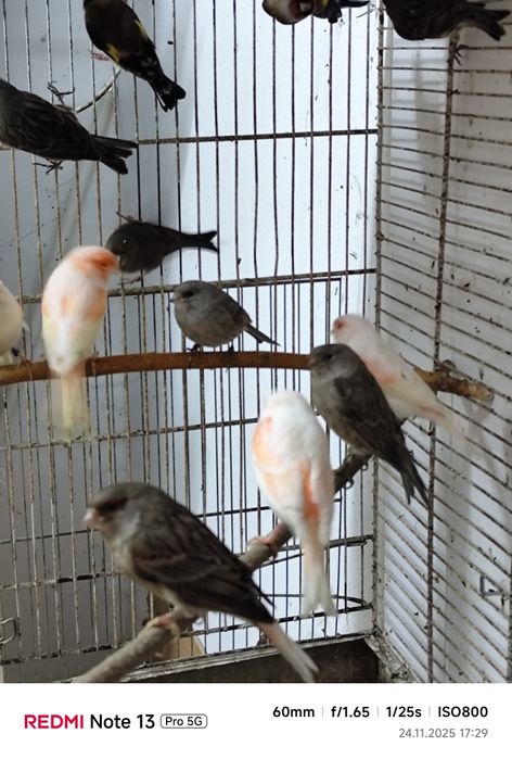 Canari și Hibrizii de vânzare!!