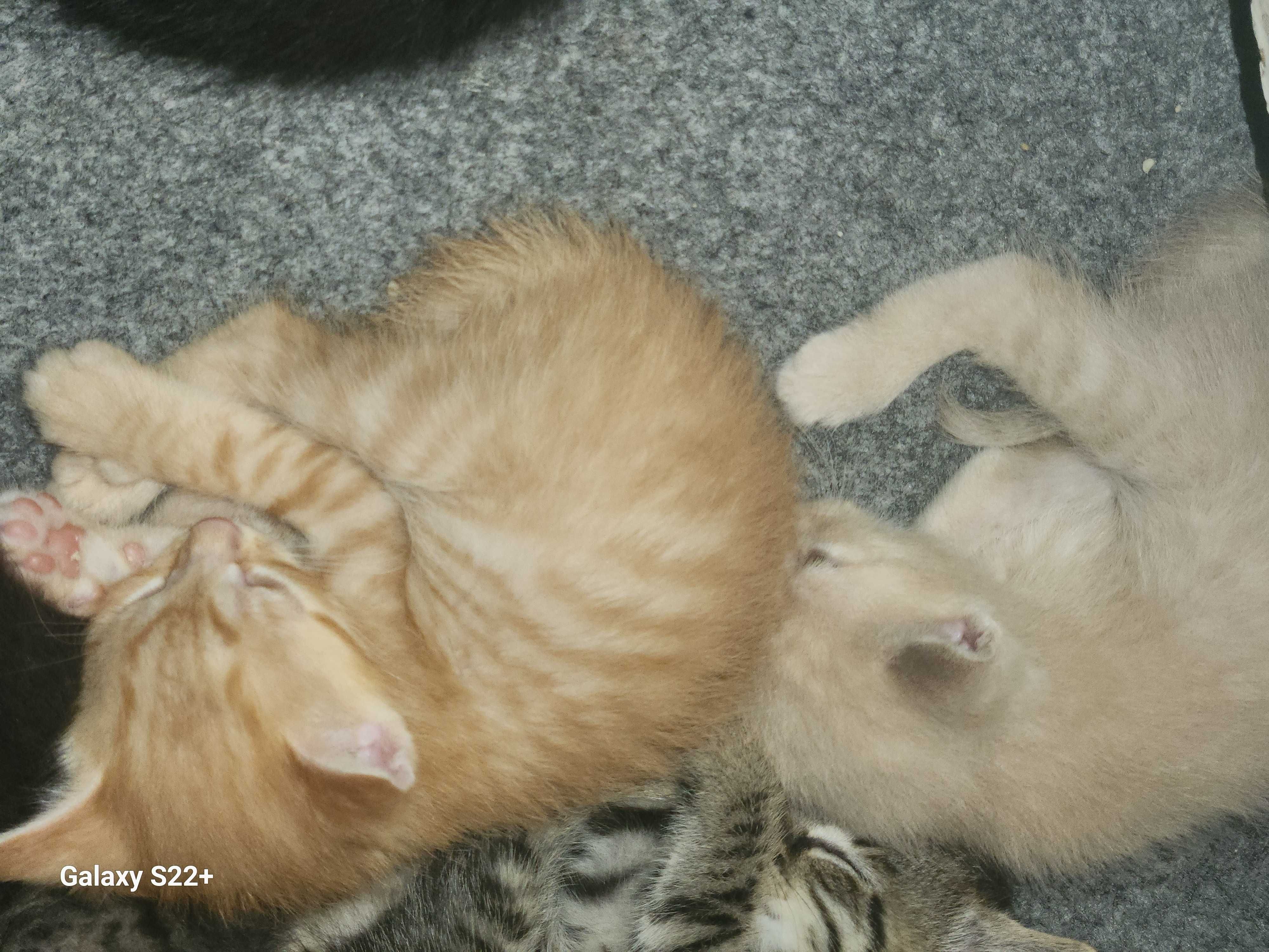 Мушукчалар ( КОТЯТА ) ХАДЯ