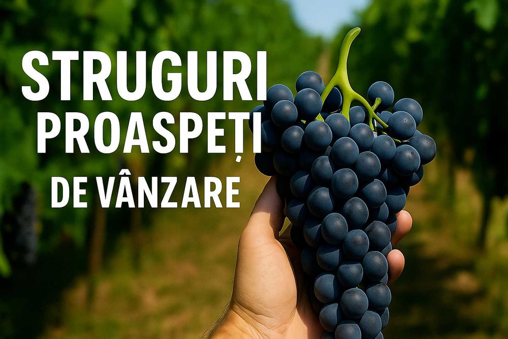 Struguri pentru vin – Riesling, Sauvignon, Merlot - direct din vie