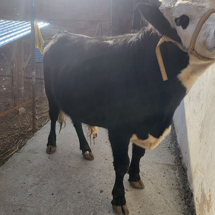 Бука семиз   бука