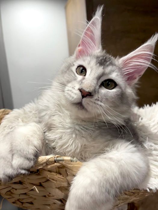 Baietel Maine Coon PEDIGREE Felisa