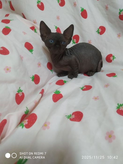 Канадский сфинкс бронирование