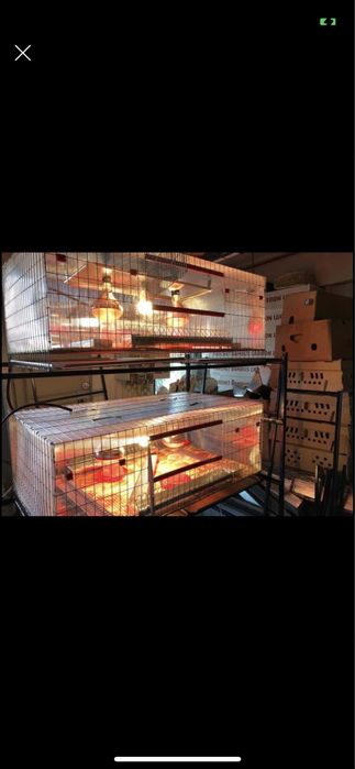 Maternitate păsări