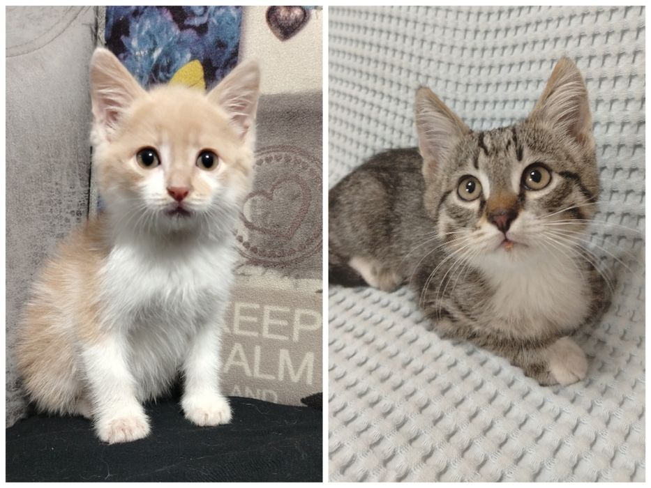 отдам котят в добрые руки