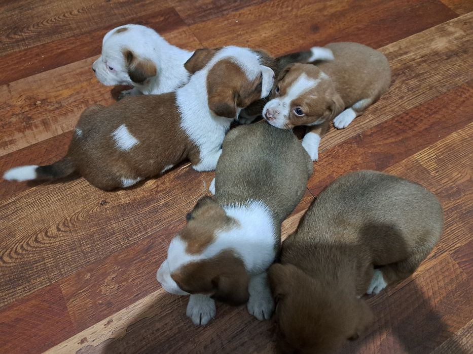 Adopție cinci căței