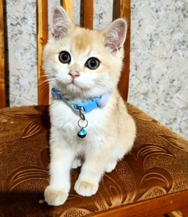 Золотая Шиншыла N12 сотилад!