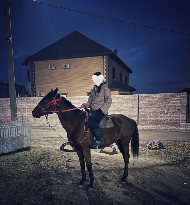 Айғыр (3 жасар) сатылады