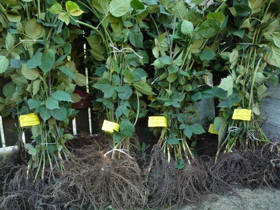 Producator Butasi MUR anul 2 Thornfree, Stoloni capsuni, Smochin Agris