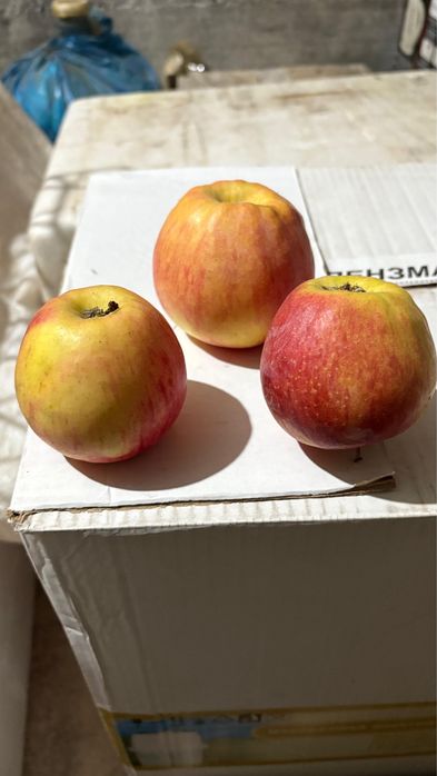 Яблоко местная    Табиги таза алма сатылады