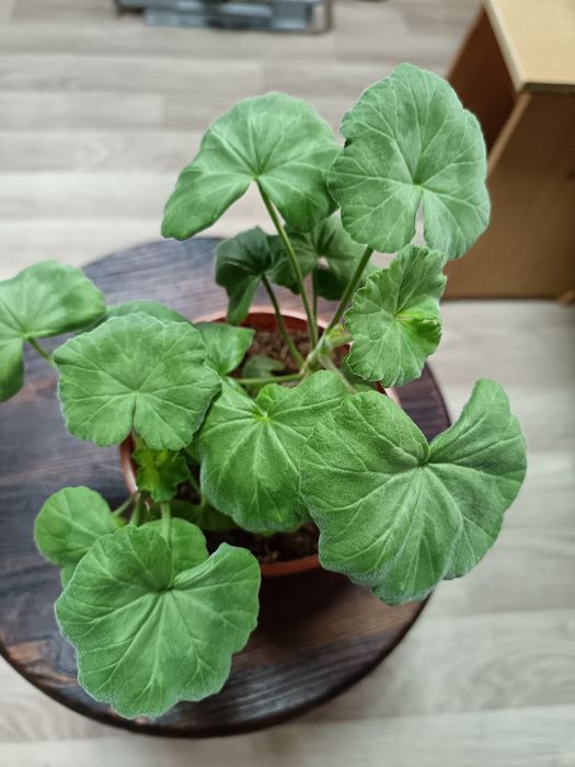 Пеларгония сорта разные