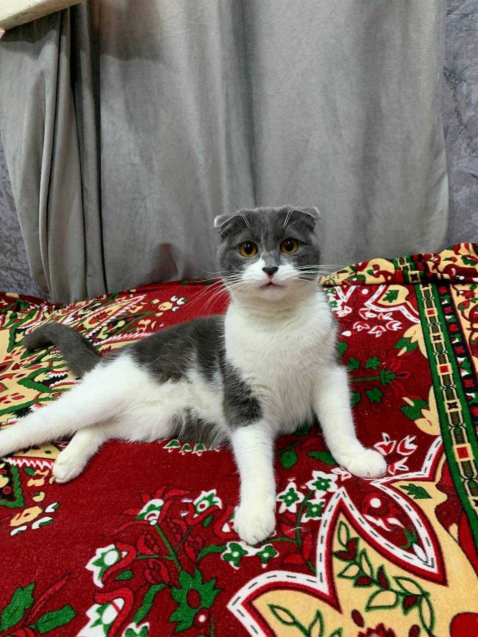 отдаётся кот 10 месяцев мальчик вислоухий
