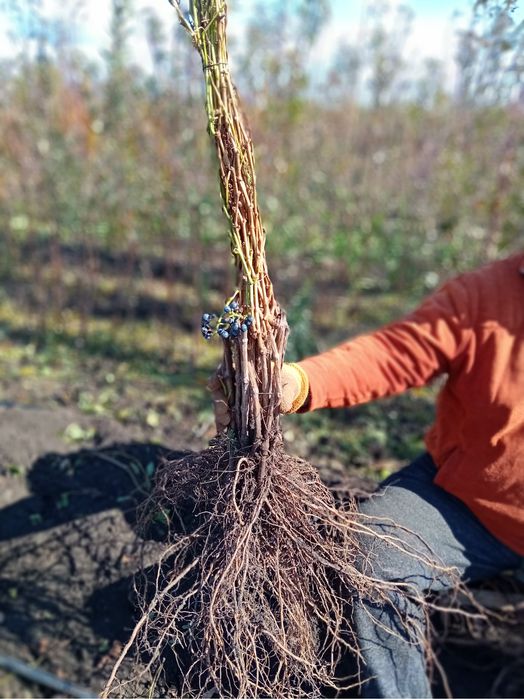 ‘’Vand butasi vita de vie hibrida,,