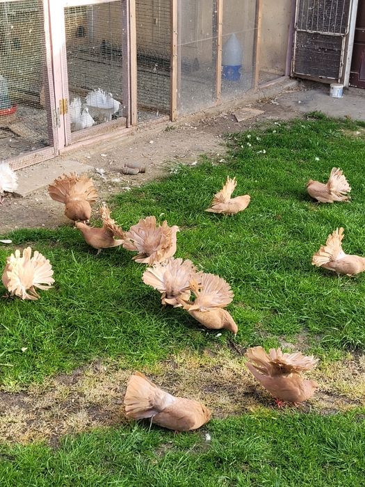 Porumbei Voltati Galbeni,  Lahore